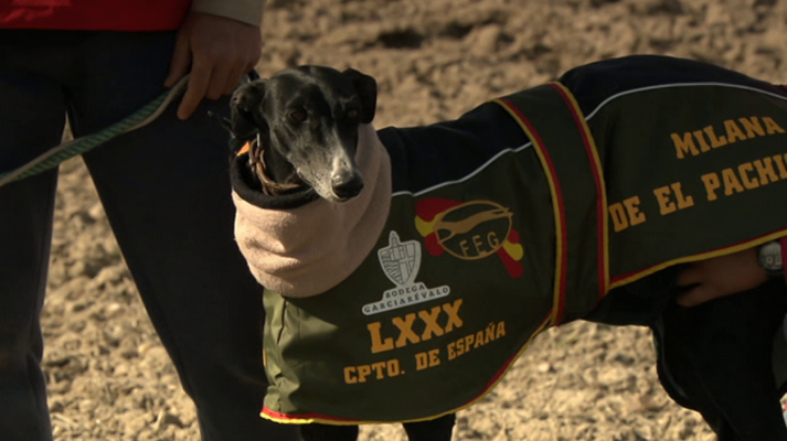 Jara y sedal - LXXX Campeonato de España de galgos. Final