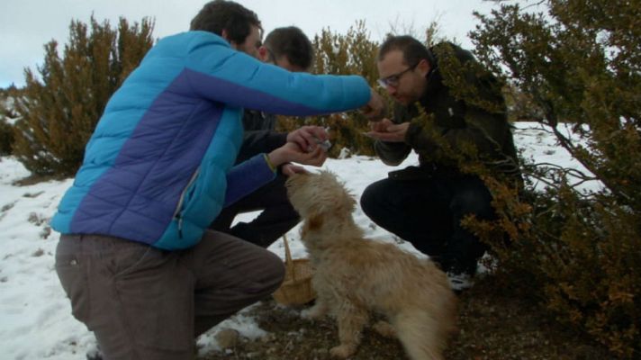 Aquí la Tierra - A la caza de trufas