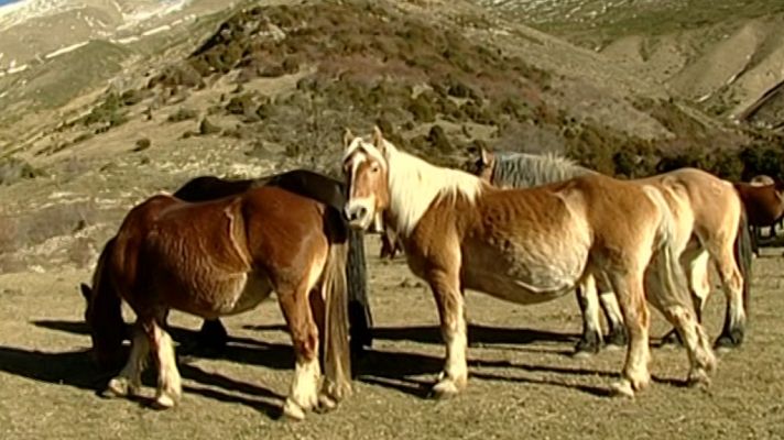 Espacios naturales - Caballos trashumantes de los Pirineos