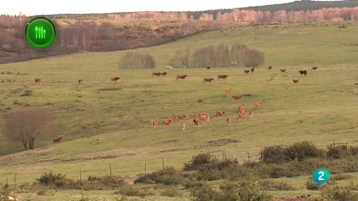 Agrosfera - VACA CACHENA