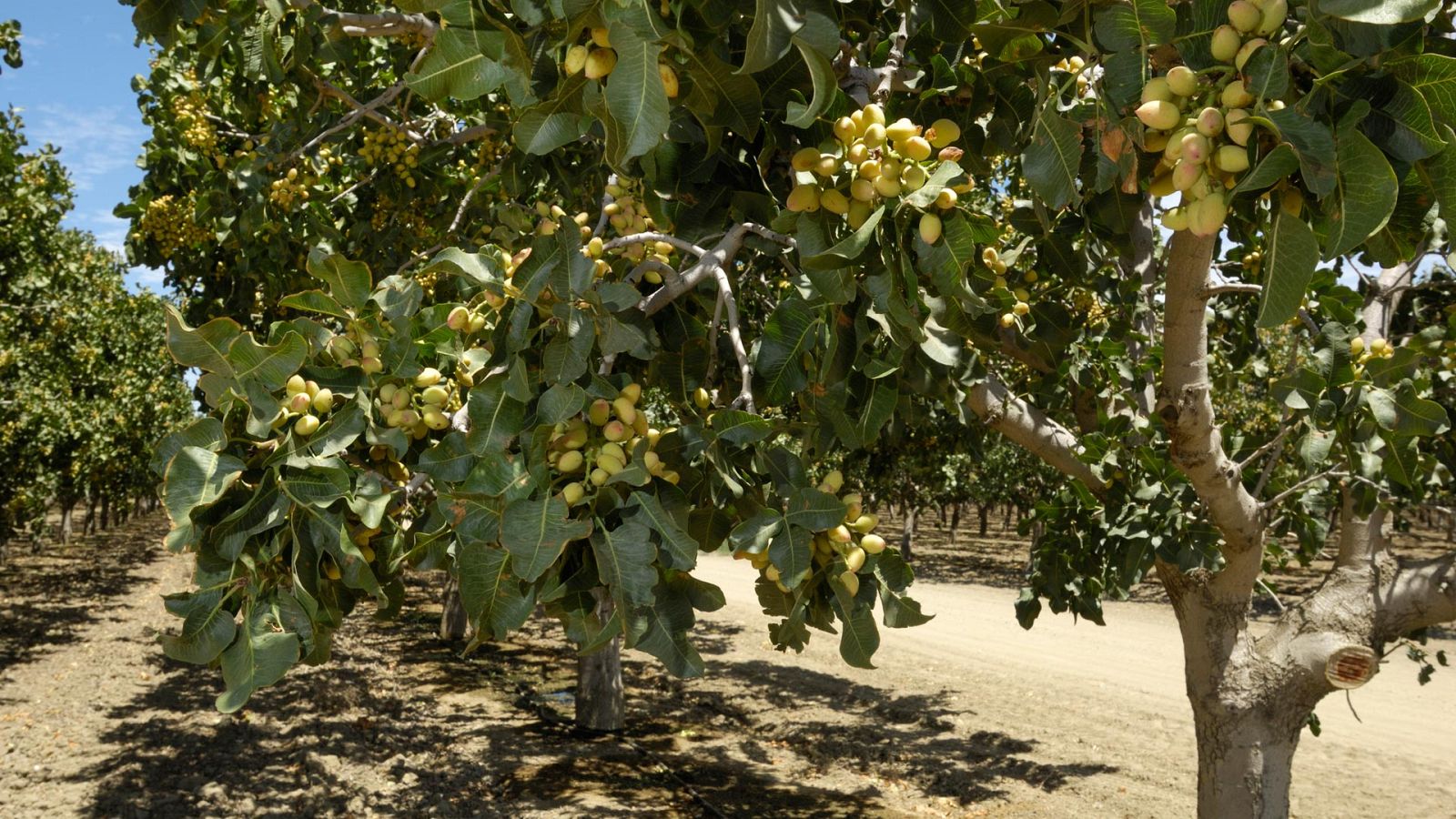 Otros documentales - Comida al descubierto: GMS, pistachos y cebollas - ver ahora