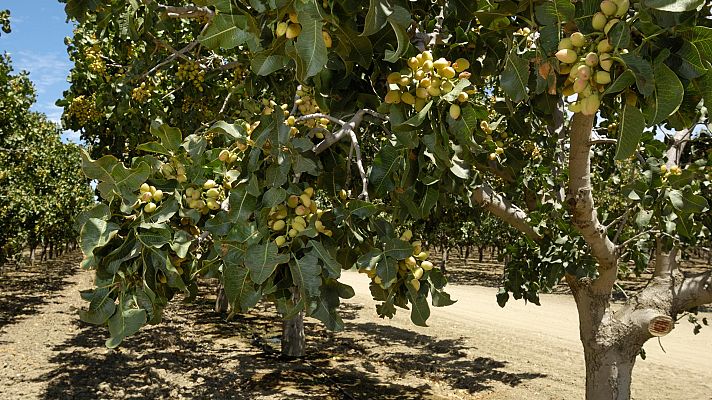 Otros documentales - Comida al descubierto: GMS, pistachos y cebollas