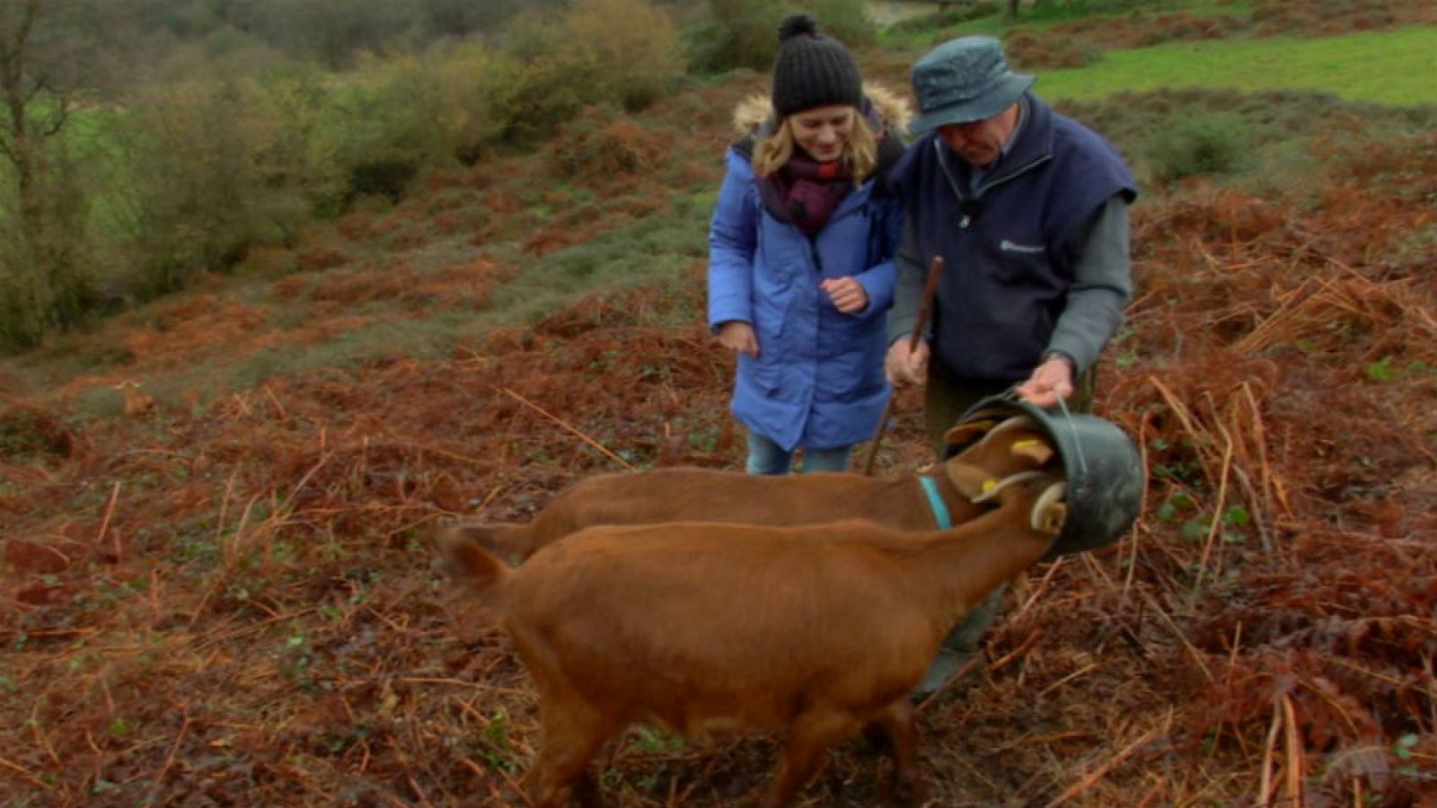Cabra bermeya, pura elegancia