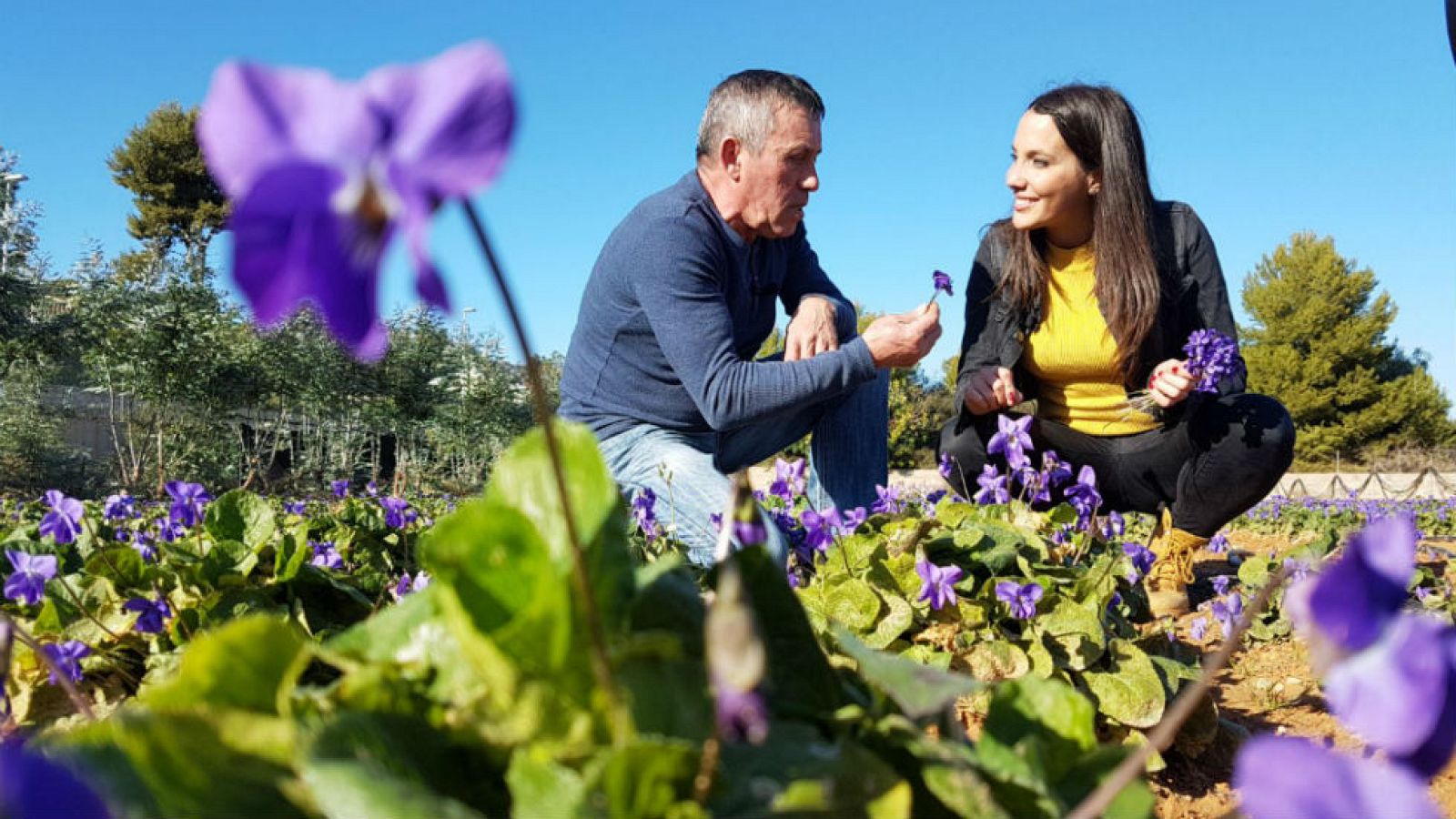 Por un ramito de violetas
