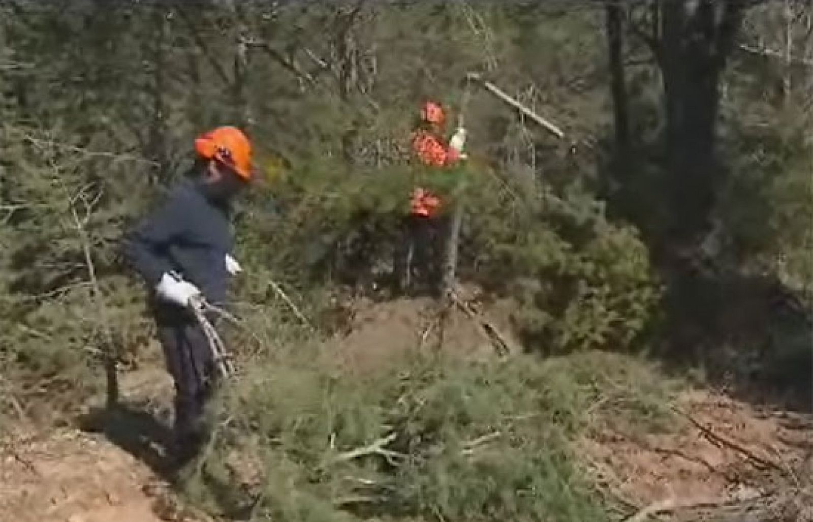 Unos mil parados trabajan en la limpieza de los bosques catalanes | Ver