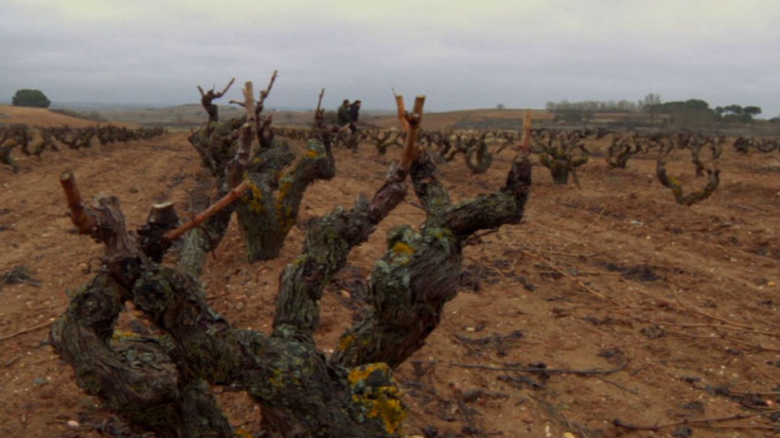 ¿Cómo le viene el frío a las viñas?