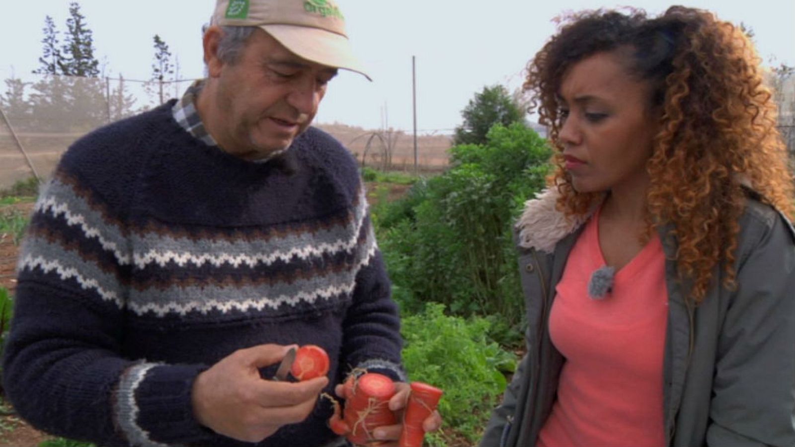 Zanahorias, ¡un mundo de color!