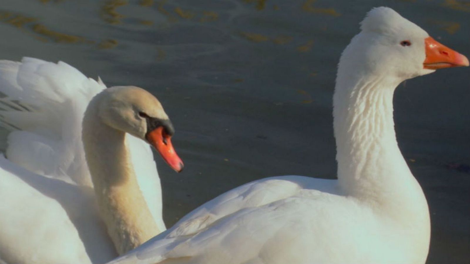 La recuperación de especies en Tarragona
