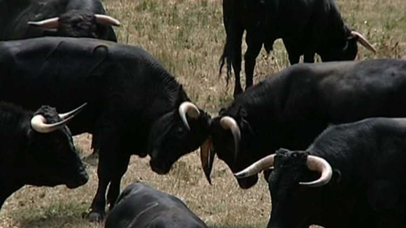 Espacios naturales "Huellas Trashumantes" - La vereda de las reses bravas - ver ahora