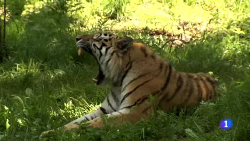 Día Mundial de la Vida Silvestre