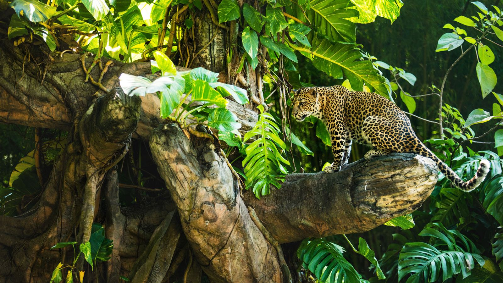 Grandes documentales - Los leopardos de la isla del Árbol muerto - ver ahora