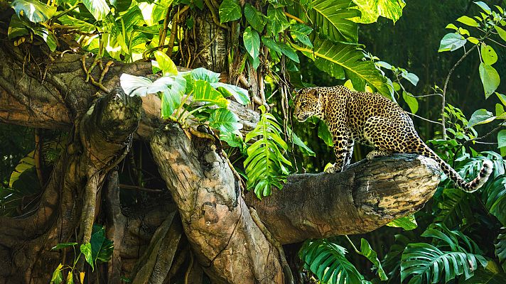 Grandes documentales - Los leopardos de la isla del Árbol muerto