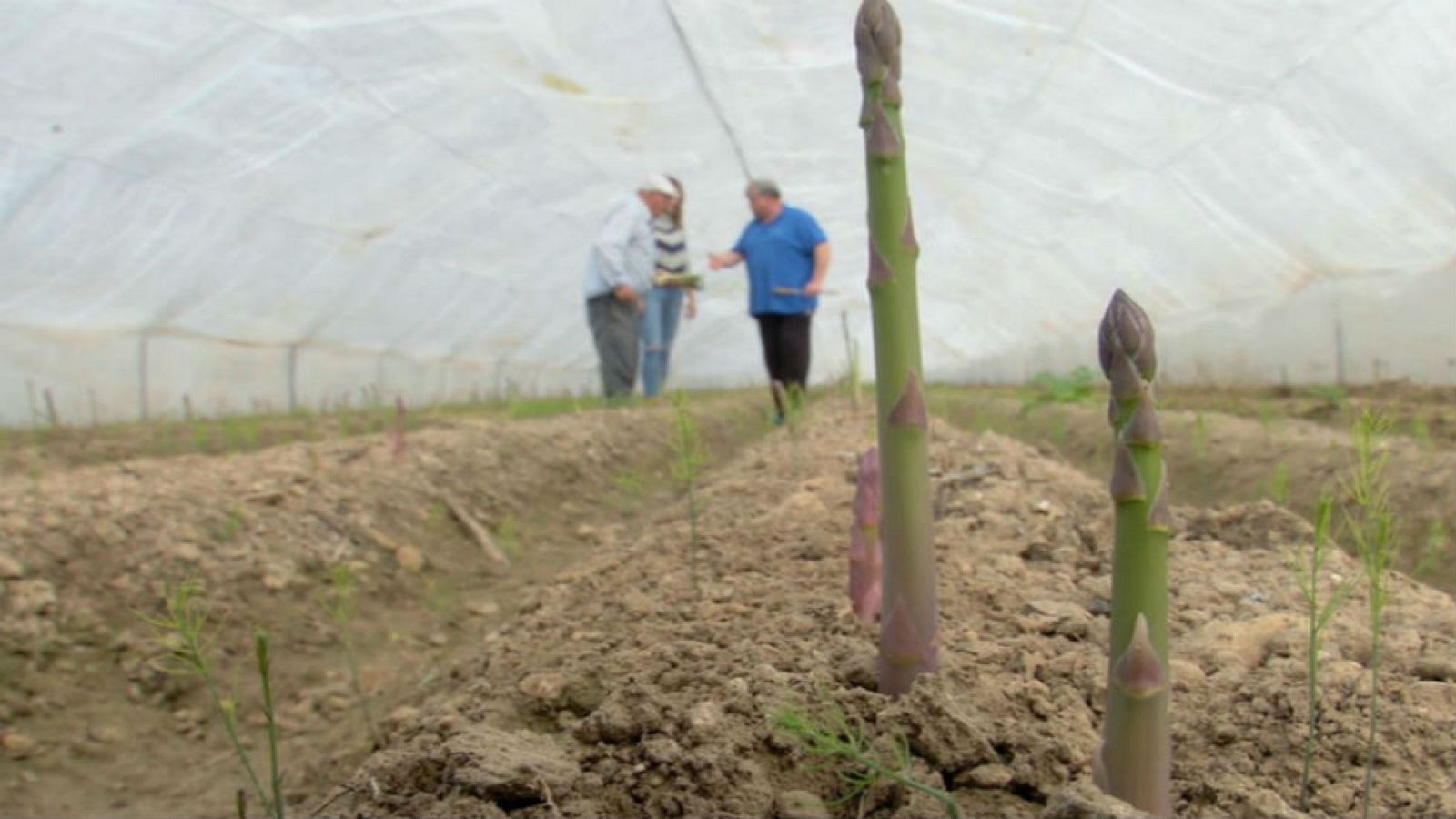 Lo que no sabías sobre los espárragos