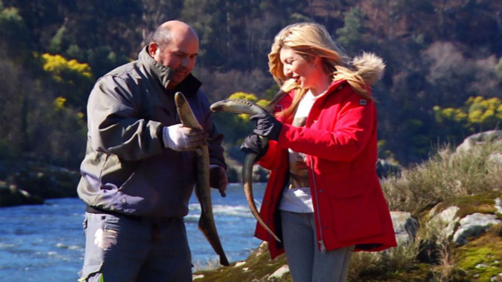 La vida de la lamprea