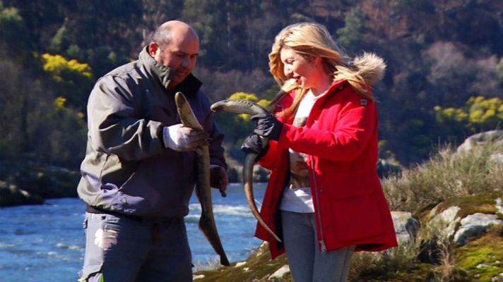 Aquí la Tierra - La vida de la lamprea