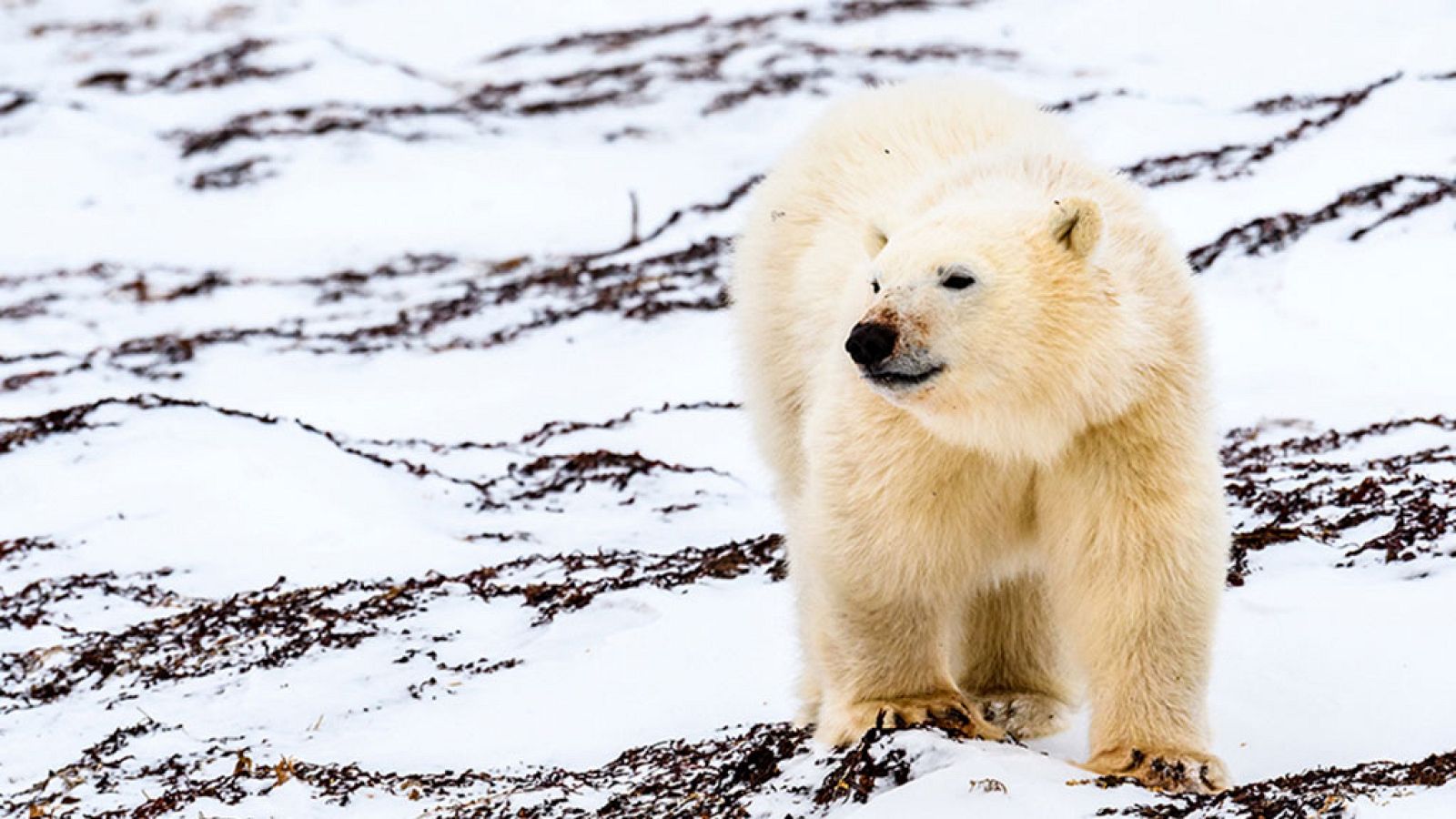 Grandes documentales - El aliento del Ártico. El Norte salvaje - ver ahora