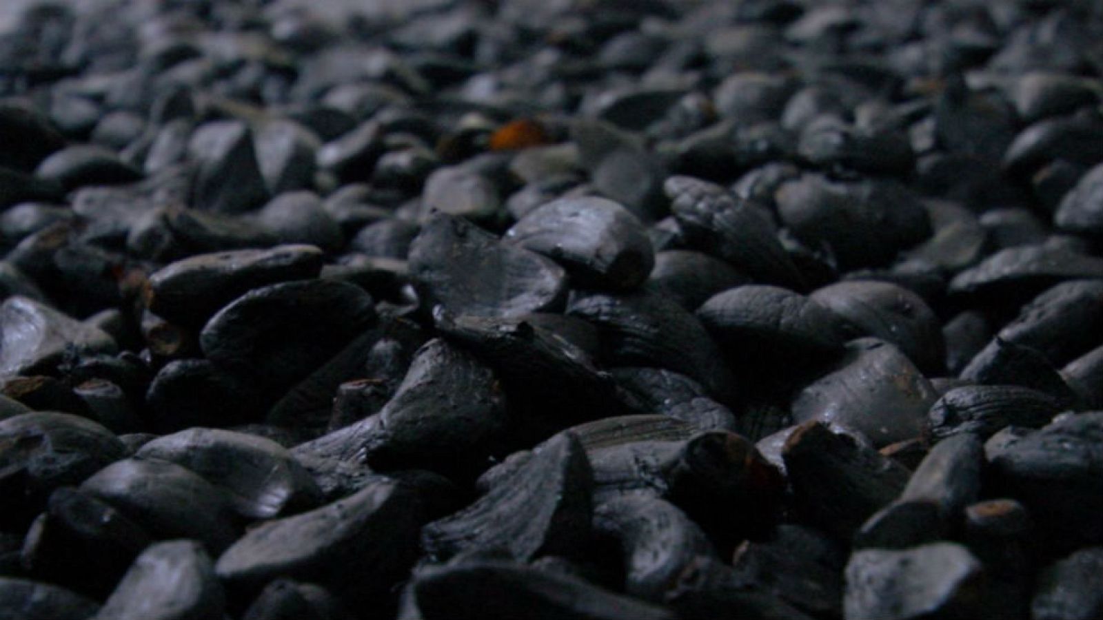 Propiedades del ajo y la cebolla negra