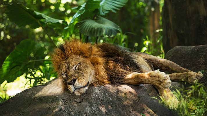 Grandes documentales - Animales a través de la noche: Durmiendo en el zoo