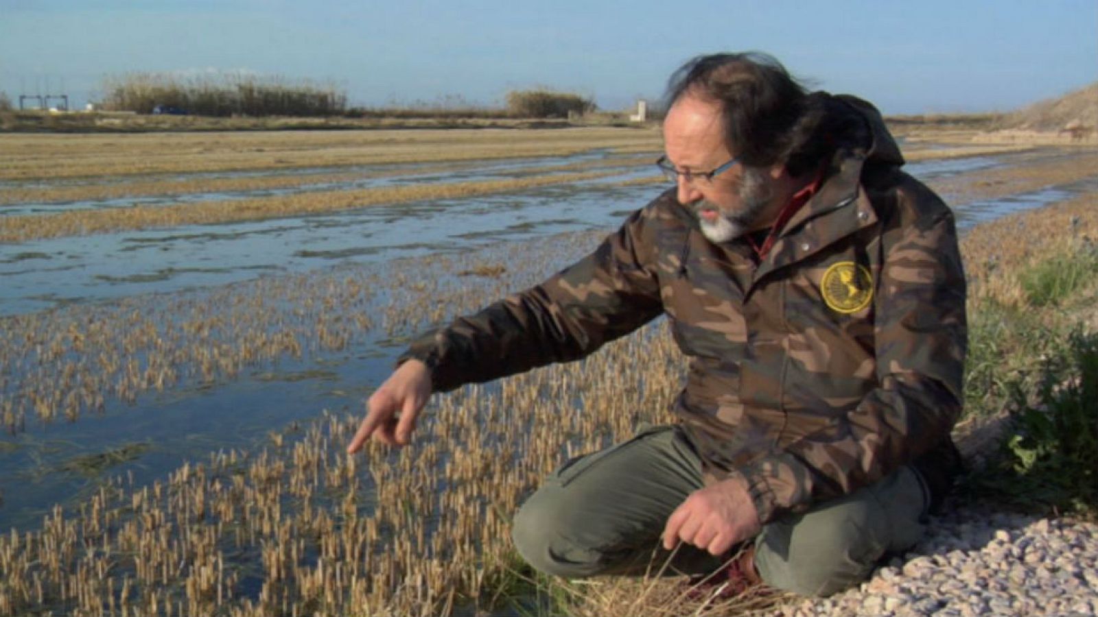 Fauna en los arrozales
