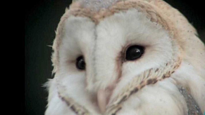 El hombre y la Tierra - Rapaces nocturnas I