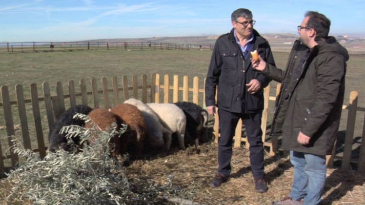 Aquí la Tierra - ¿De dónde viene el cerdo mangalica?