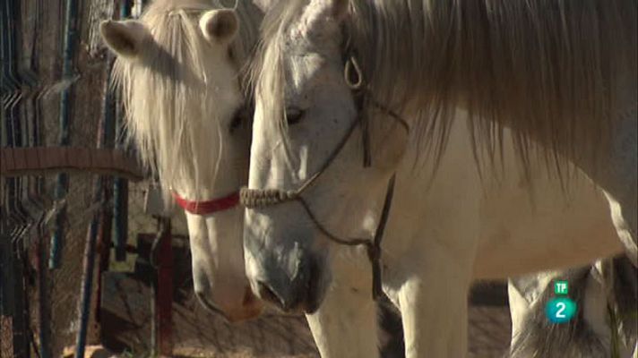 La aventura del Saber - Caballos que educan