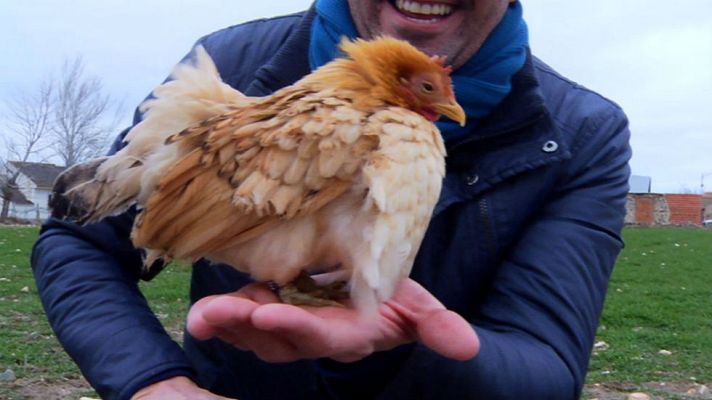 Aquí la Tierra - La gallina más pequeña del mundo