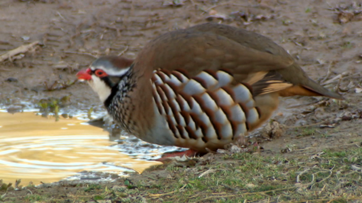 Jara y sedal - Hasta la próxima temporada