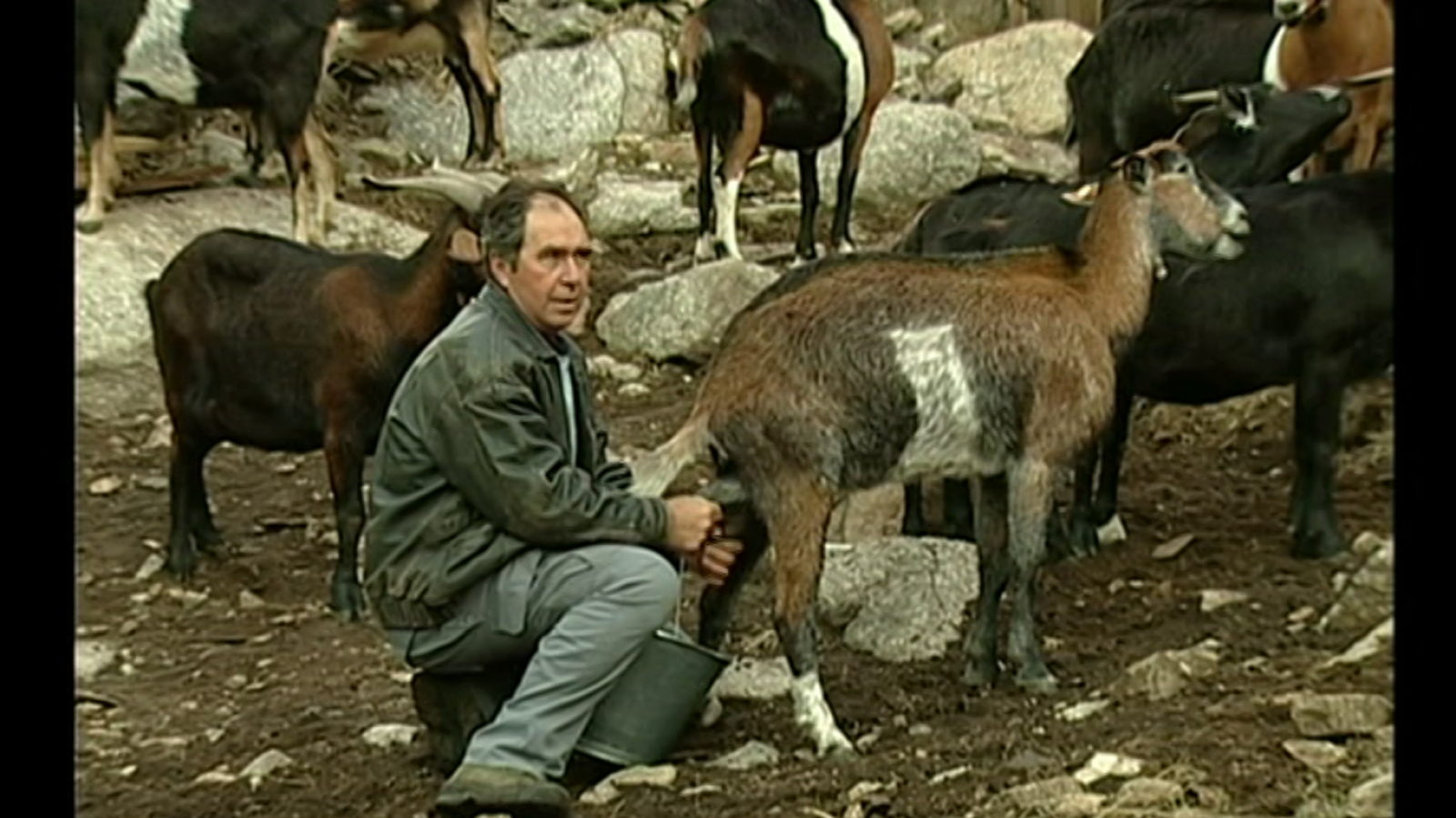 Espacios naturales "Huellas Trashumantes" - Cabreros trashumantes extremeños. Valle del Jerte - ver ahora