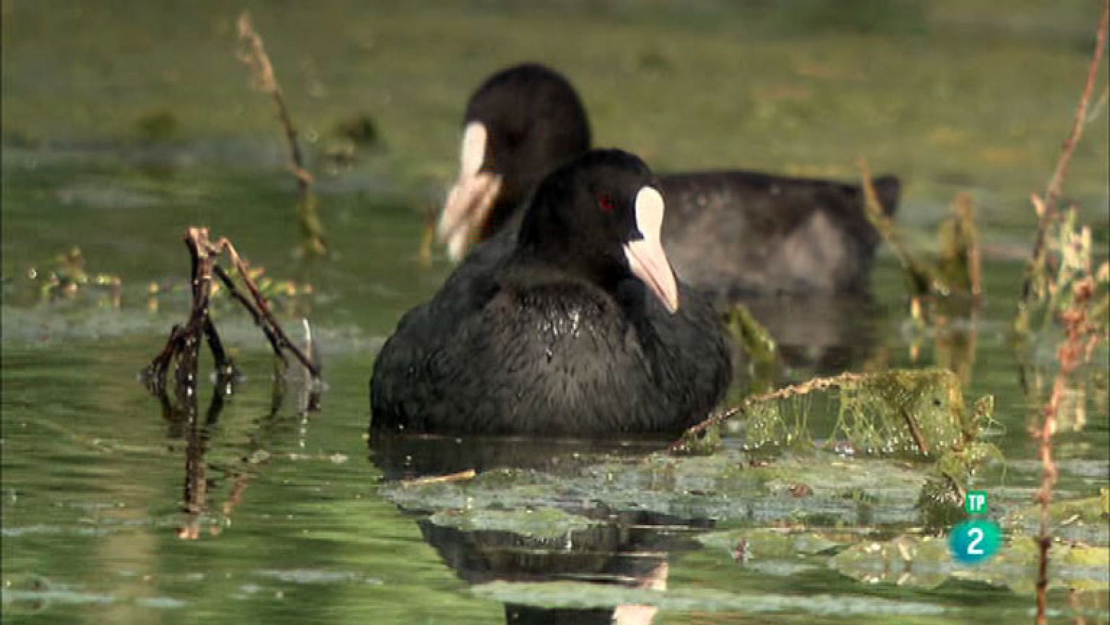 La Aventura del Saber. TVE. Serie 'Reservas Ornitológicas': Los Albardales