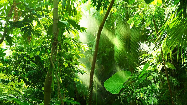 Grandes documentales - Territorios del monzón: extraños supervivientes