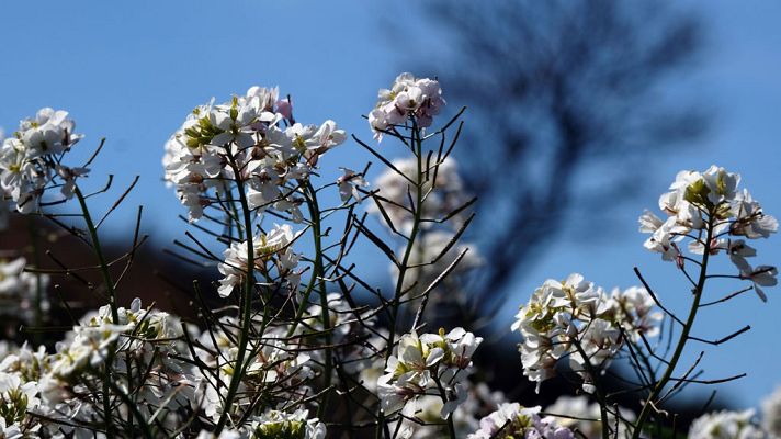 Informativo de Madrid - El Tiempo en la Comunidad de Madrid - 20/03/18