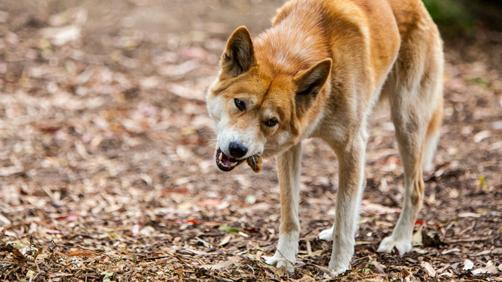 Grandes documentales - El verdadero Dingo - ver ahora