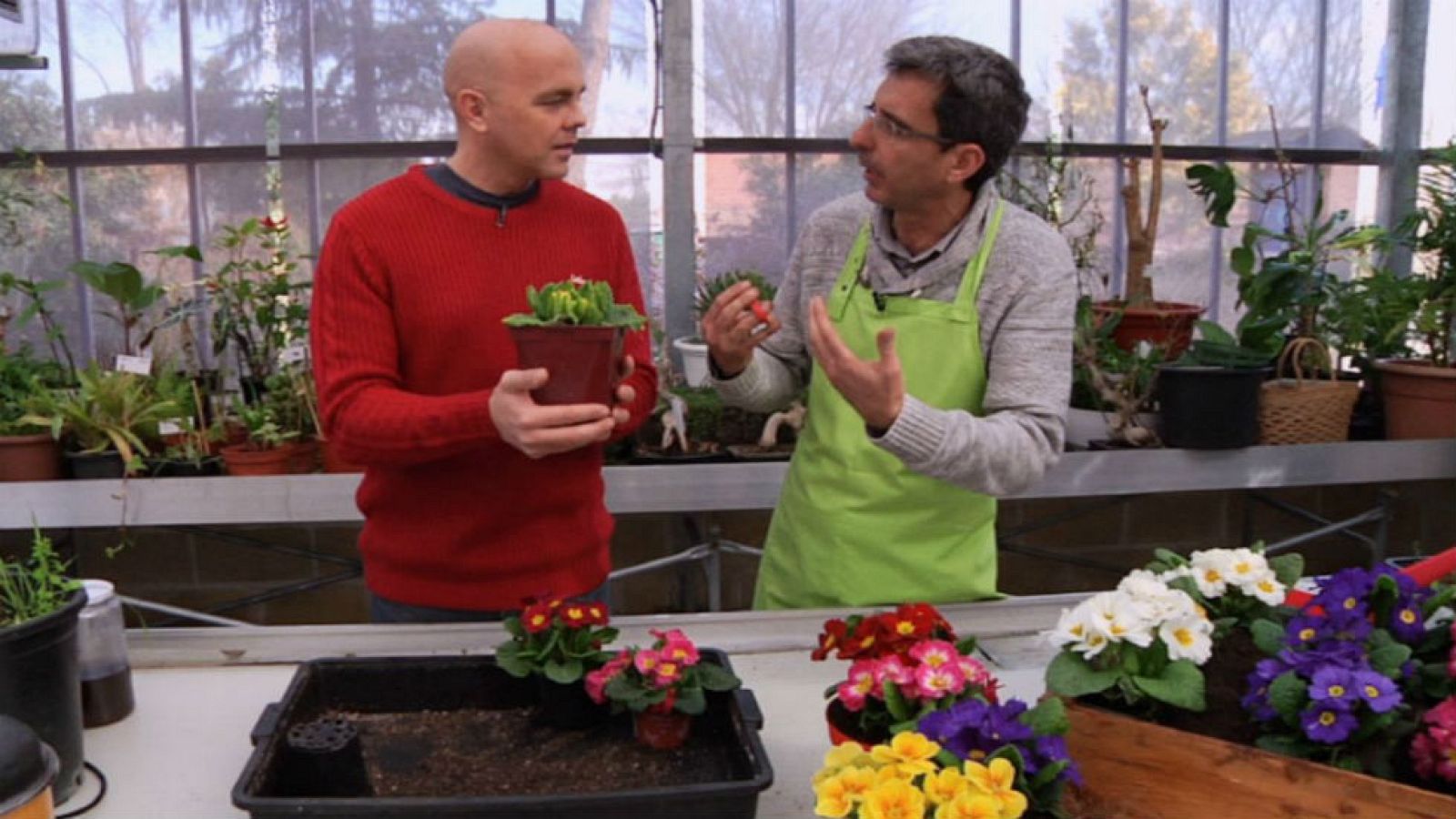 Trucos para tener buena mano con las plantas