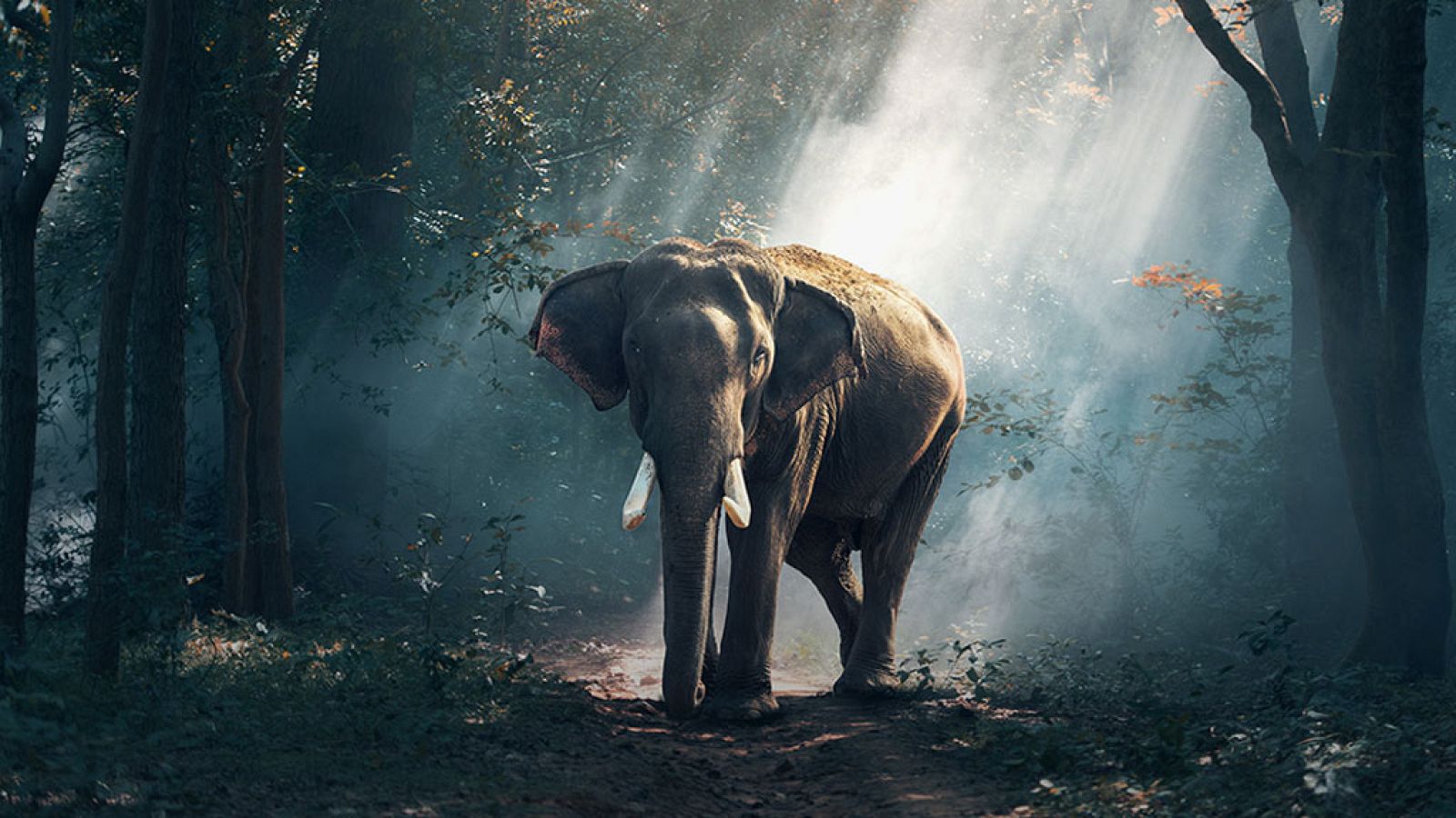 Grandes documentales - La India oculta: Tierra de contrastes - ver ahora