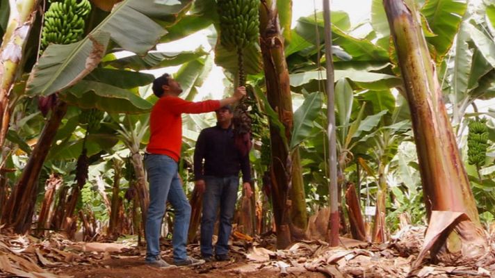 Aquí la Tierra - Lo que no sabías sobre los plátanos