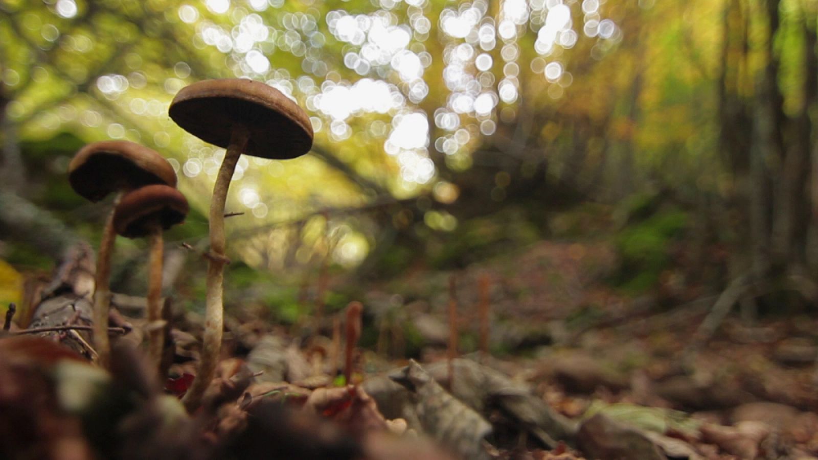El escarabajo verde - Bosques para el futuro - Avance