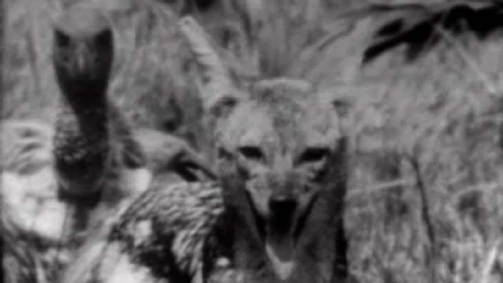 El planeta azul - Los carroñeros