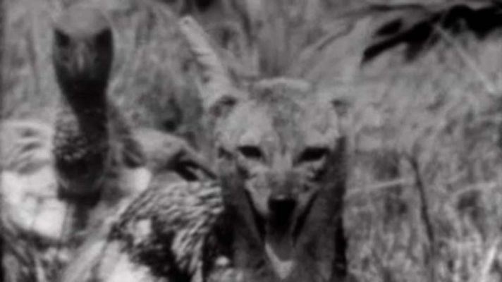 El planeta azul - Los carroñeros