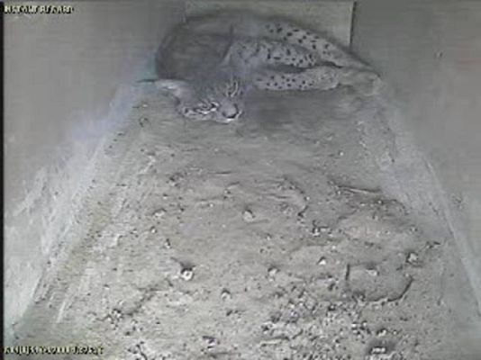 Ciencia y tecnología en Rtve.es - Parto del lince