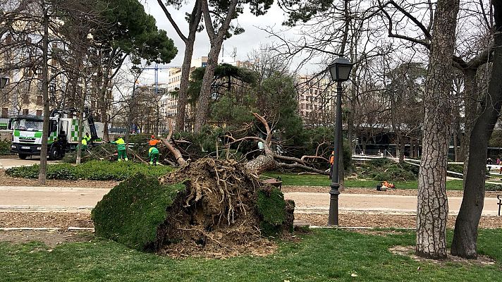 Telediario 1 - Muere un niño de 4 años tras caerle un árbol en el parque de El Retiro en Madrid