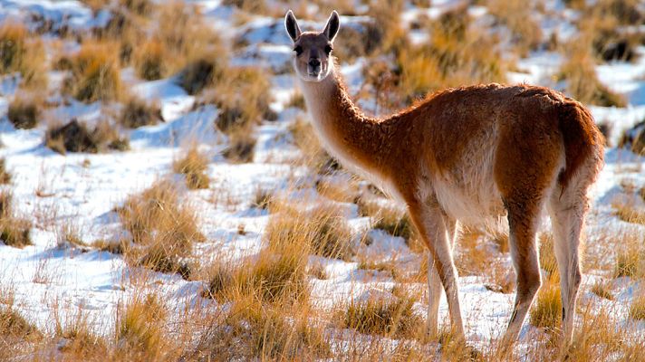 Grandes documentales - Patagonia salvaje: Tierras sedientas