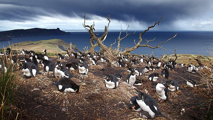 Grandes documentales - Patagonia salvaje: Costas salvajes