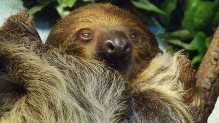 Aquí la Tierra - Animales imposibles de olvidar