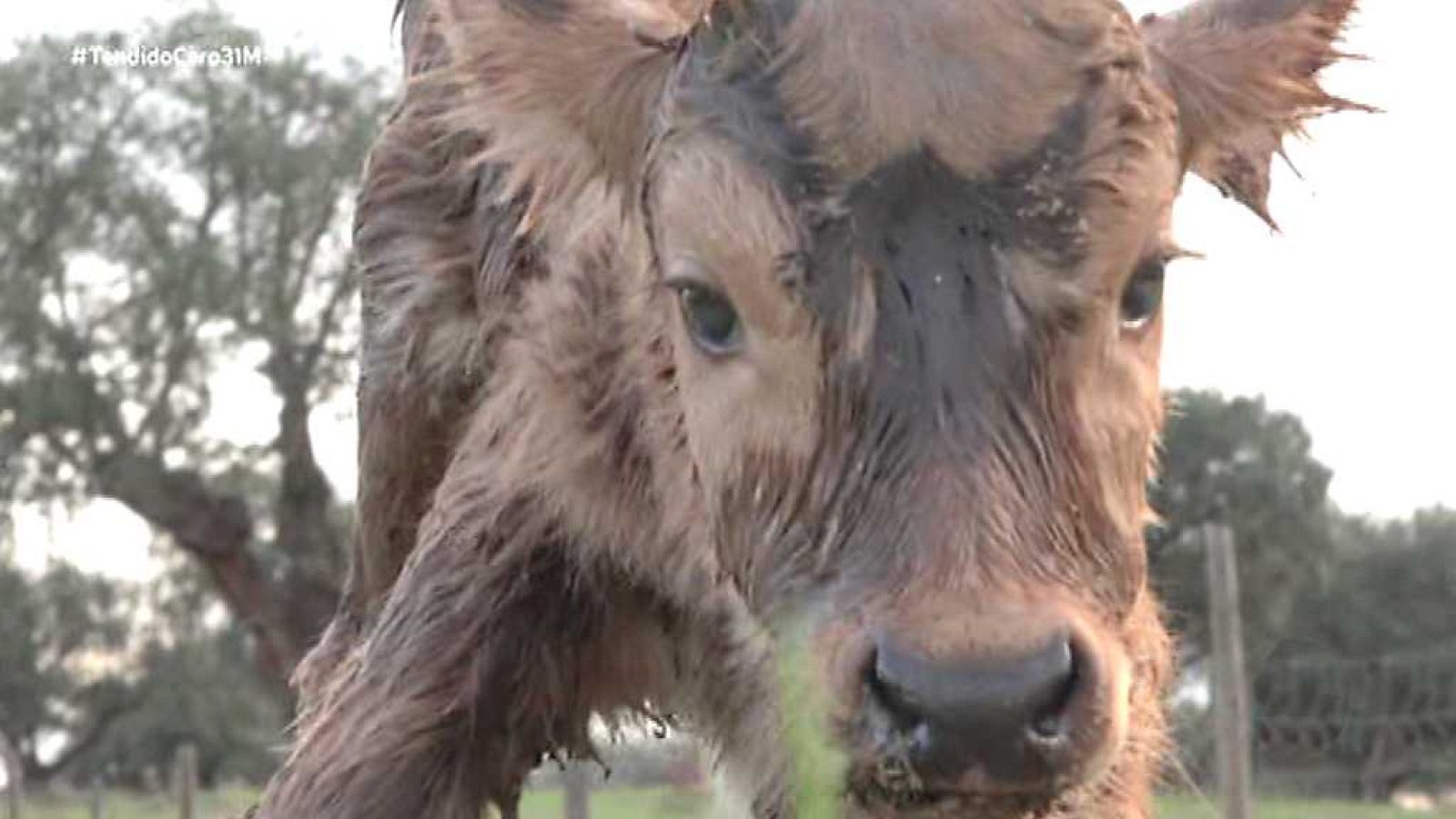 Tendido Cero - 31/03/18 - ver ahora