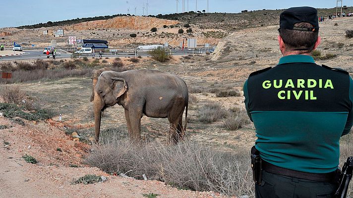  - Decenas de personas observan los elefantes liberados tras el accidente de un camión en Albacete