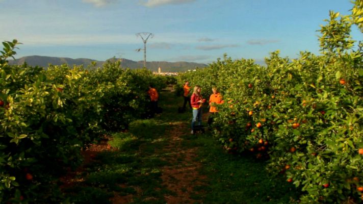 Aquí la Tierra - Naranjas ¡rojas!