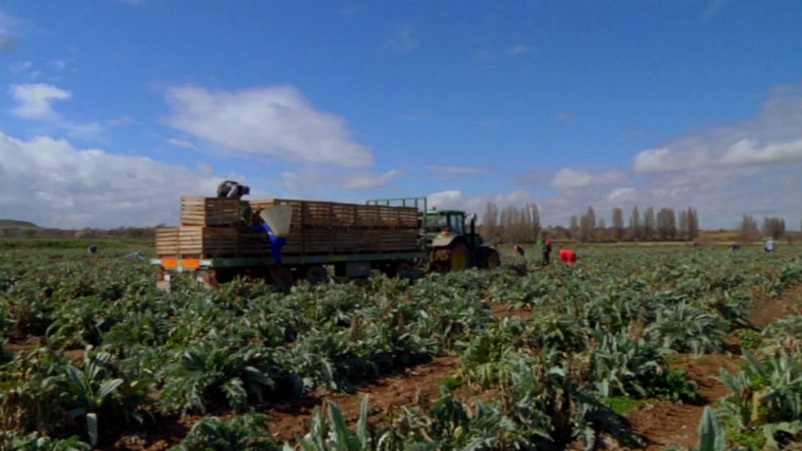 Una alcachofa chata y con hoyuelo