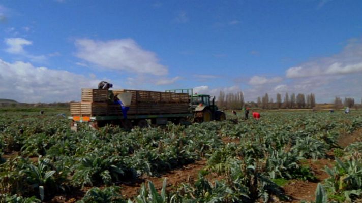 Aquí la Tierra - Una alcachofa chata y con hoyuelo