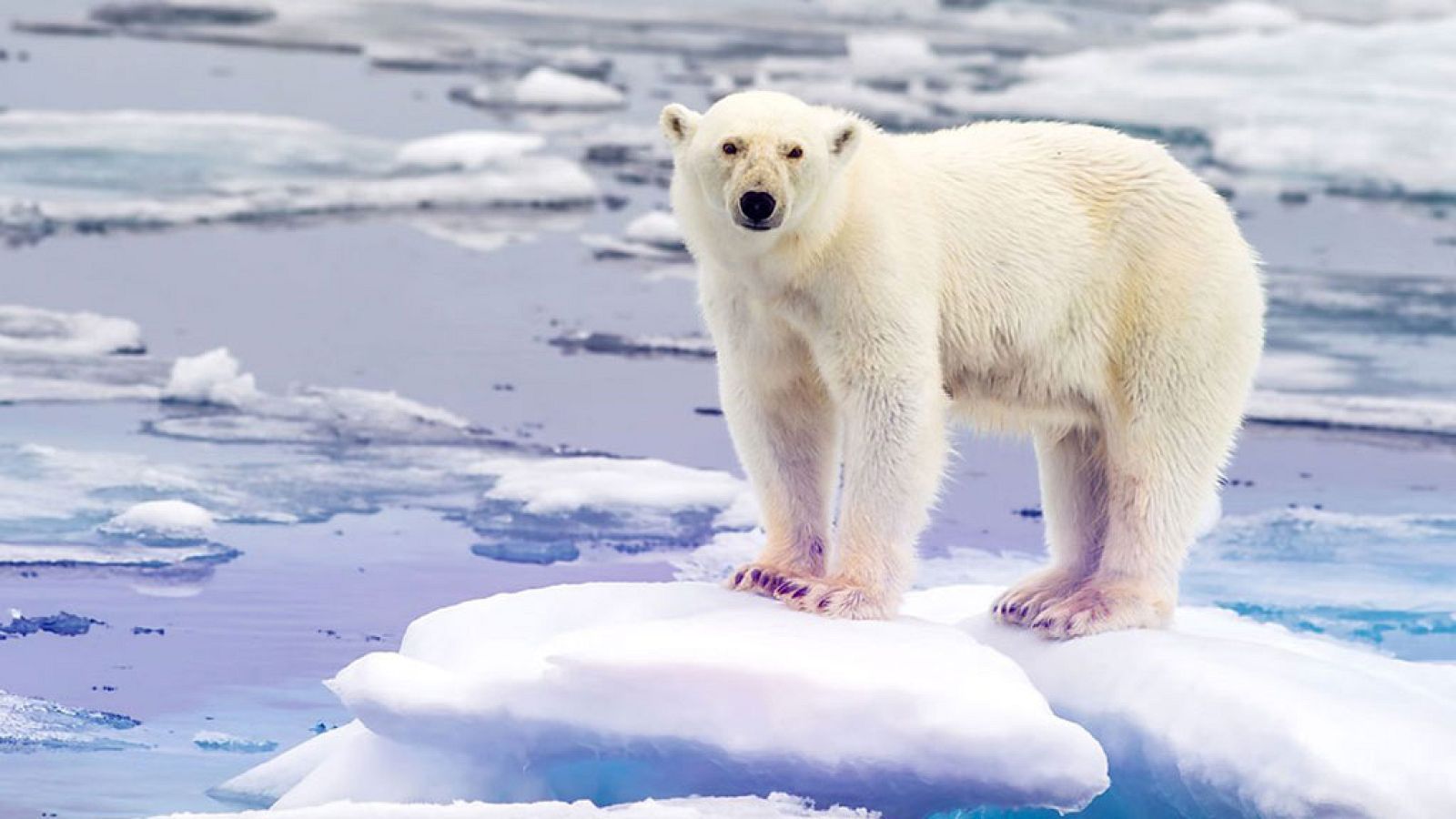 Grandes documentales - Tecnología animal: Osos - ver ahora